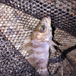 超激渋メバリング