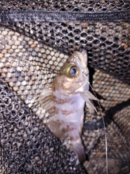 超激渋メバリング