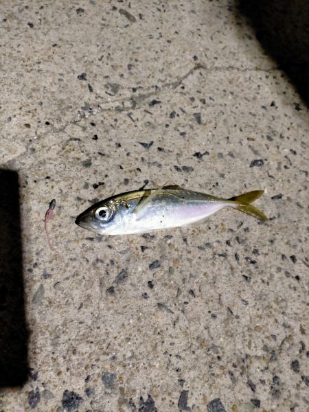 今年初釣りは離島から