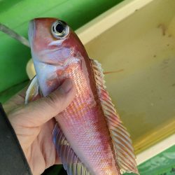 ライトアマダイ◎一俊丸