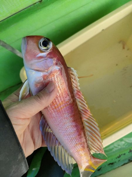 ライトアマダイ◎一俊丸