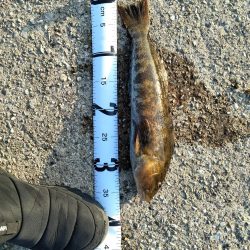 アイナメとフグ