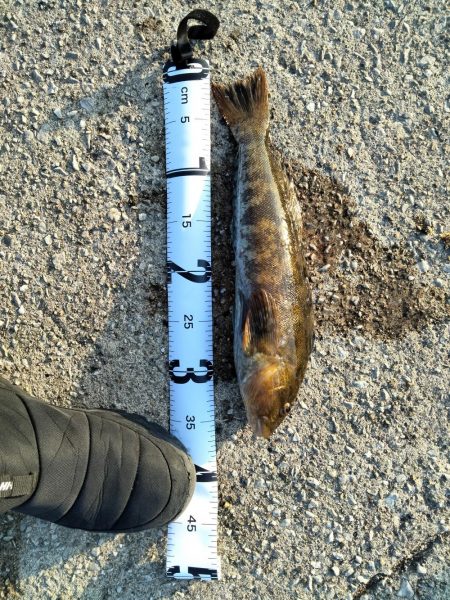 アイナメとフグ