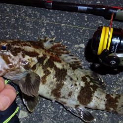 2024/03/02 南港ライトゲーム釣行 (根魚狙い)