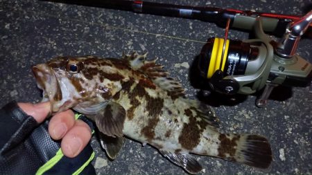 2024/03/02 南港ライトゲーム釣行 (根魚狙い)