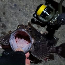 2024/03/04 南港ライトゲーム釣行 (根魚狙い)