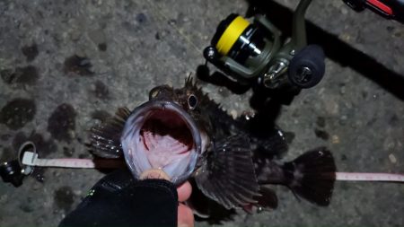 2024/03/04 南港ライトゲーム釣行 (根魚狙い)