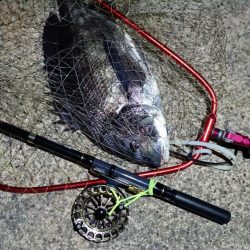 2024/03/06 南港ヘチ釣り釣行