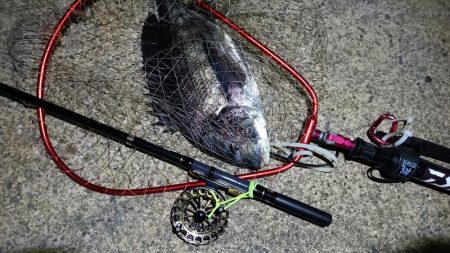 2024/03/06 南港ヘチ釣り釣行