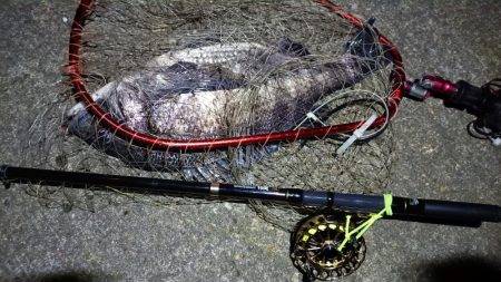 2024/03/07 南港ヘチ釣り釣行