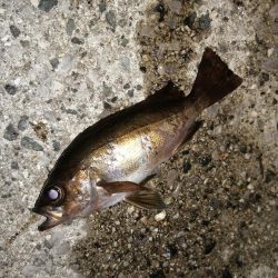 寒くても海は熱く