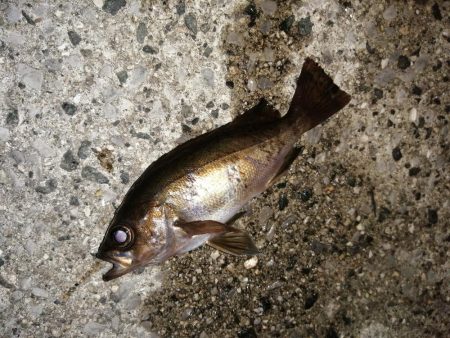 寒くても海は熱く