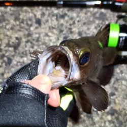 2024/03/10 南港ライトゲーム釣行 (ロックフィッシュ狙い)