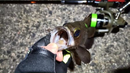 2024/03/10 南港ライトゲーム釣行 (ロックフィッシュ狙い)