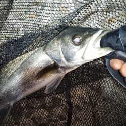 1ヶ月振りのシーバス釣行…