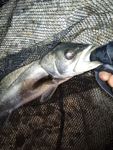 1ヶ月振りのシーバス釣行…