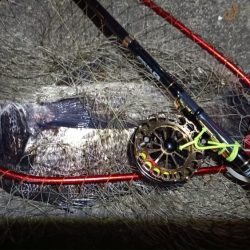 2024/03/16 南港ヘチ釣り釣行（歳無し釣果有り）