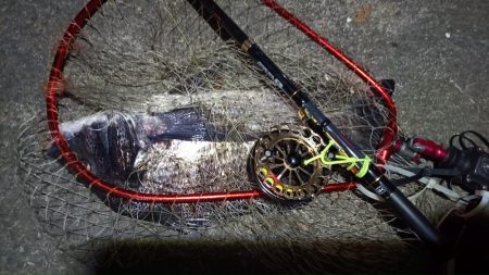 2024/03/16 南港ヘチ釣り釣行（歳無し釣果有り）