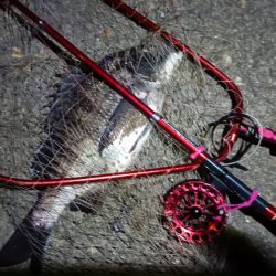 2024/03/17 南港ヘチ釣り釣行