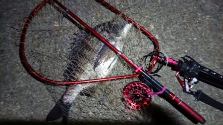 2024/03/17 南港ヘチ釣り釣行