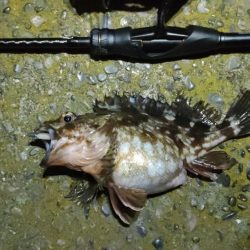 久しぶりの釣行とハードブルテスト