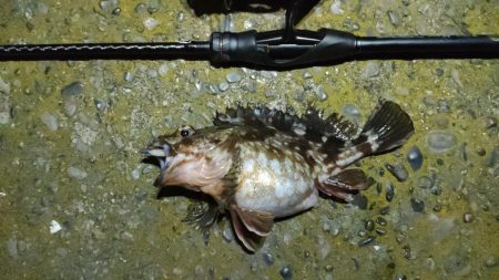 久しぶりの釣行とハードブルテスト