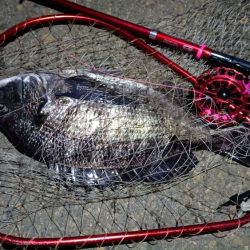 2024/03/18 南港ヘチ釣り釣行