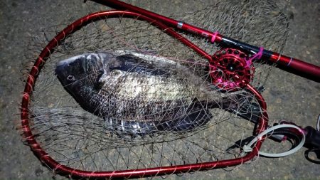 2024/03/18 南港ヘチ釣り釣行