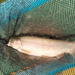 ご近所の釣り堀へ…