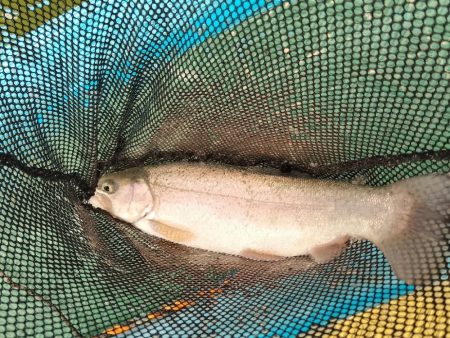 ご近所の釣り堀へ…