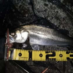 寒いので30分だけ…