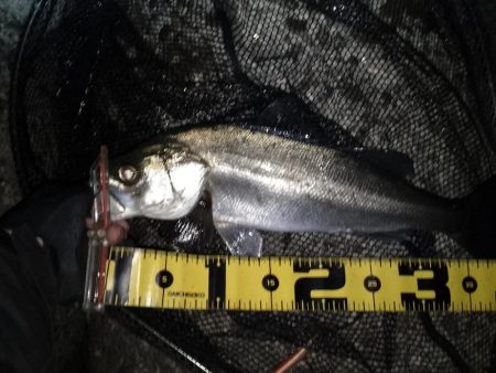 寒いので30分だけ…