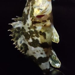 遊んでくれたのはガシラのみ