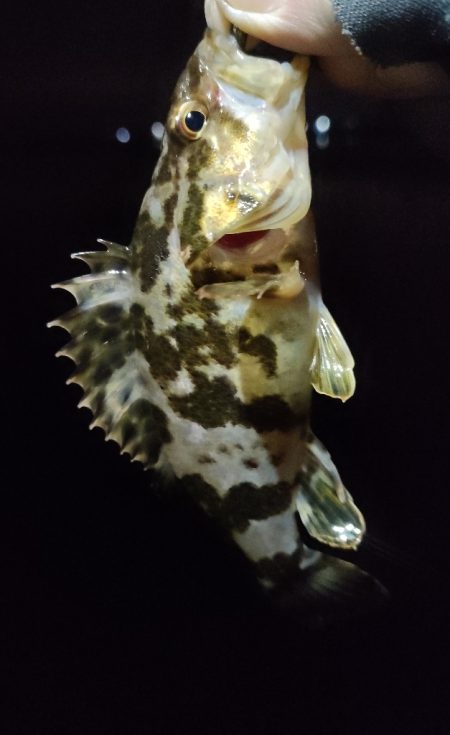 遊んでくれたのはガシラのみ