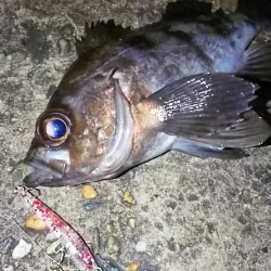 メバルプラッギング