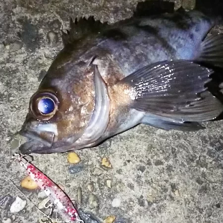 メバルプラッギング