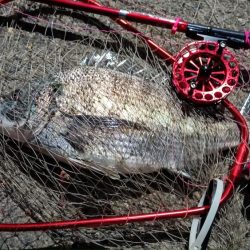 2024/03/27 大阪ヘチ釣り釣行