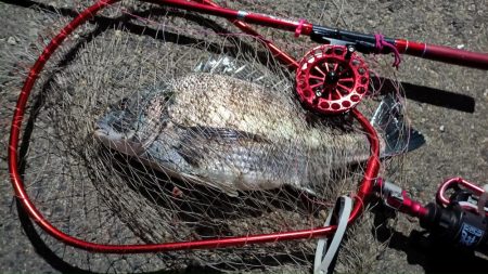 2024/03/27 大阪ヘチ釣り釣行