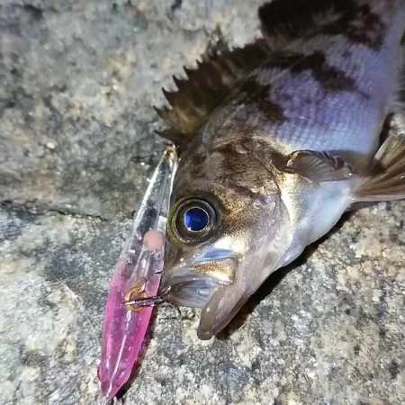 メバルプラッギング