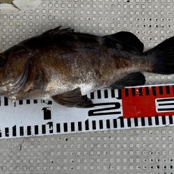 ３月１６日（土）（小潮）メバル３１cmなど船中６匹・ガシラ３０cmなど船中１１２匹