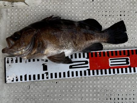 ３月１６日（土）（小潮）メバル３１cmなど船中６匹・ガシラ３０cmなど船中１１２匹