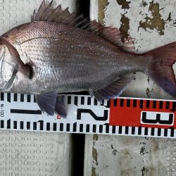 ３月２４日（日）の釣果マダイ３５cm船中２匹ほかガシラなど