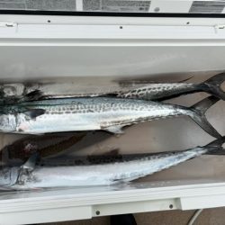 ジギング船サワラ便でサワラ