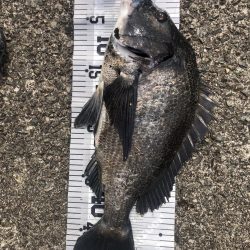 イチノ兄弟！釣果。