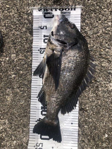 イチノ兄弟！釣果。