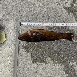 初めての森一　カレイの花