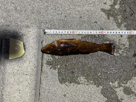 初めての森一　カレイの花