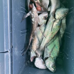 泉州丸さんでクログチ