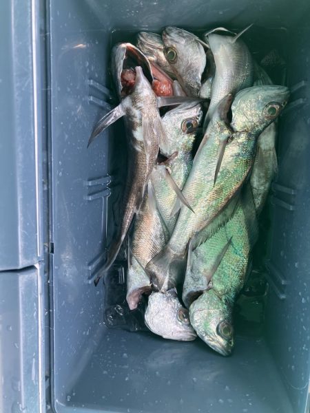 泉州丸さんでクログチ