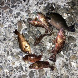 寒グレとカサゴとメバル